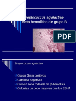 Streptococcus Agalactiae