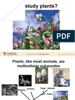Why Study Plants Part 1