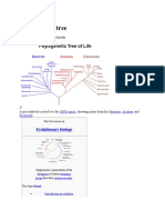 Phylogenetic Tree