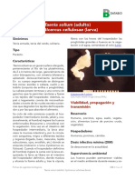 Ficha Taenia Solium PDF