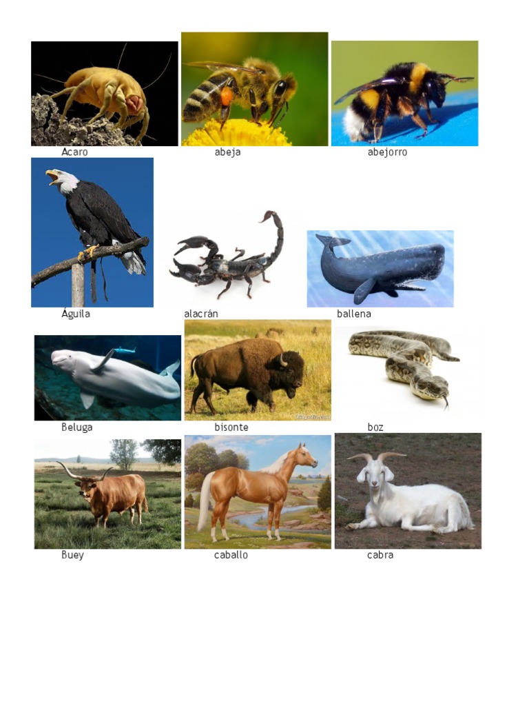 Animales de cinco letras en español | PDF | Organismos | Naturaleza