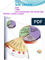 Tema7 8 9 Ciclo Mit Meiosis