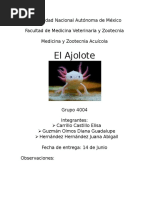 Ajolote