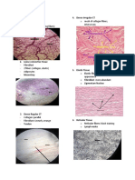 Connective Tissue Histology Reviewer