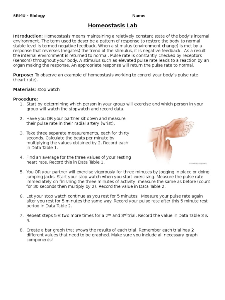 Homeostasis Lab Activities Pdf Heart Rate Pulse