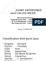 Black Elegant Entertainer Bird Called Kacer
