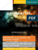 Azotobacter Expo Suelos