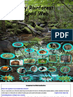 My Rainforest Food Web