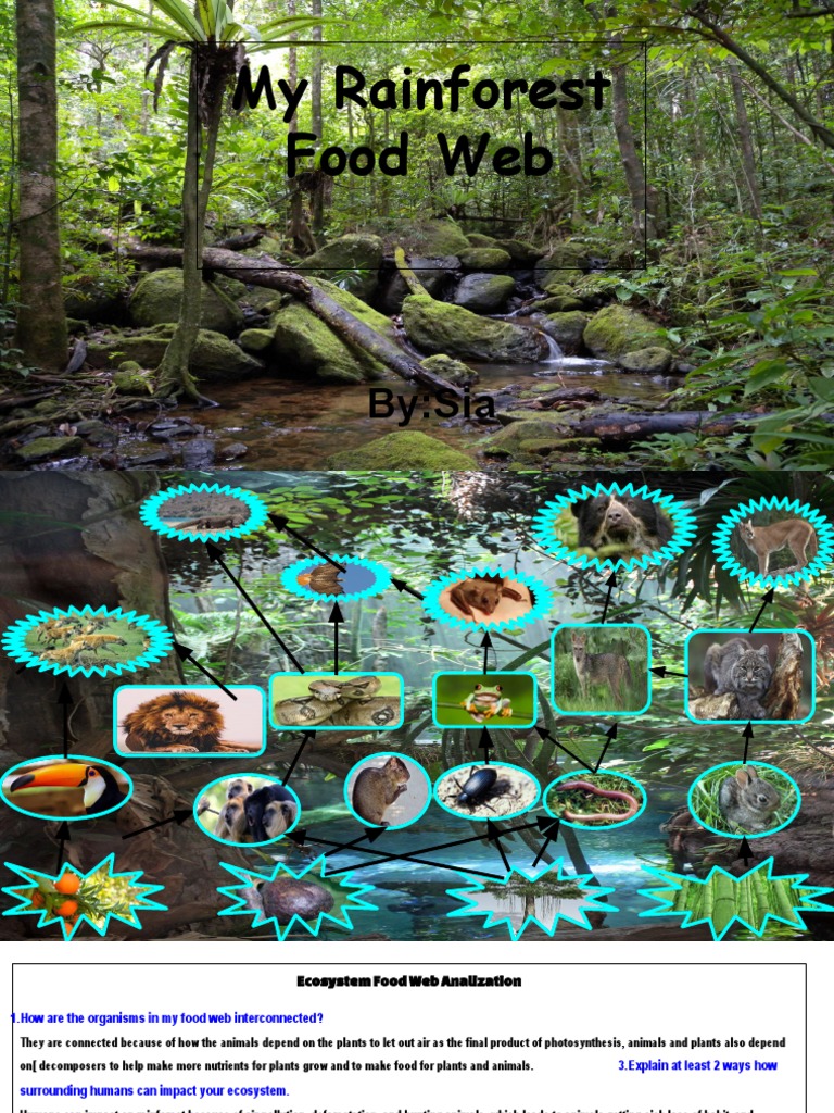 My Rainforest Food Web Biology Diagrams