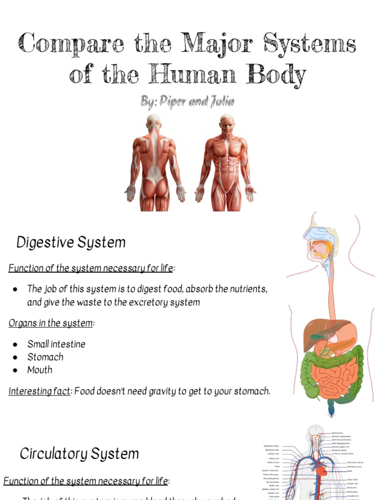 Major Human Body Systems Overview | PDF | Human Body | Muscle