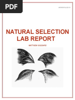 natural selection lab report