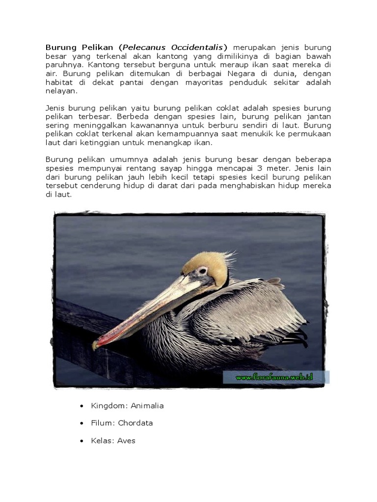 Burung Pelikan