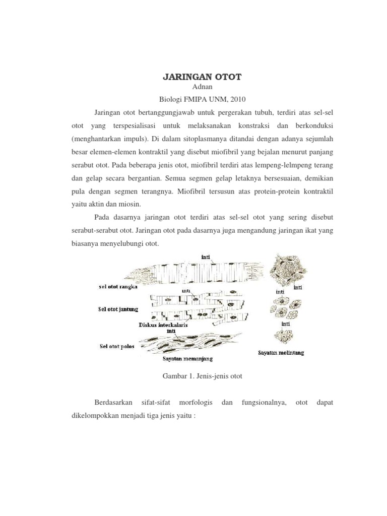 Jaringan Otot  JARINGAN OTOT 