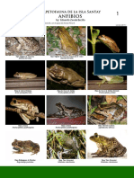 Zavala-Becilla, Eduardo. 2017. Herpetofauna de La Isla Santay, Anfibios. Versión. 2017.1