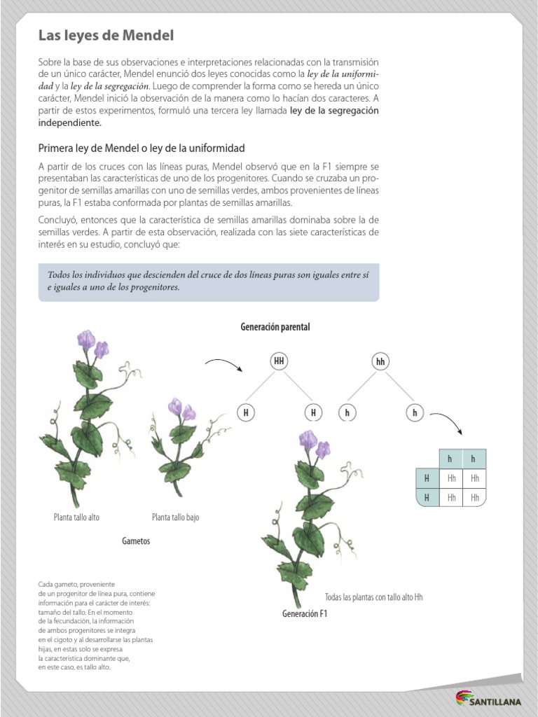 Leyes de Mendel.pdf Dominancia (Genética) Genética