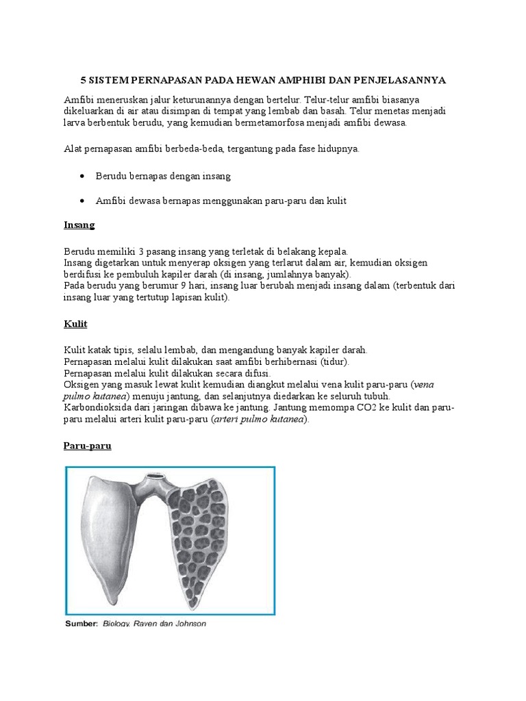 5 SISTEM  PERNAPASAN  PADA HEWAN  AMPHIBI DAN PENJELASANNYA docx