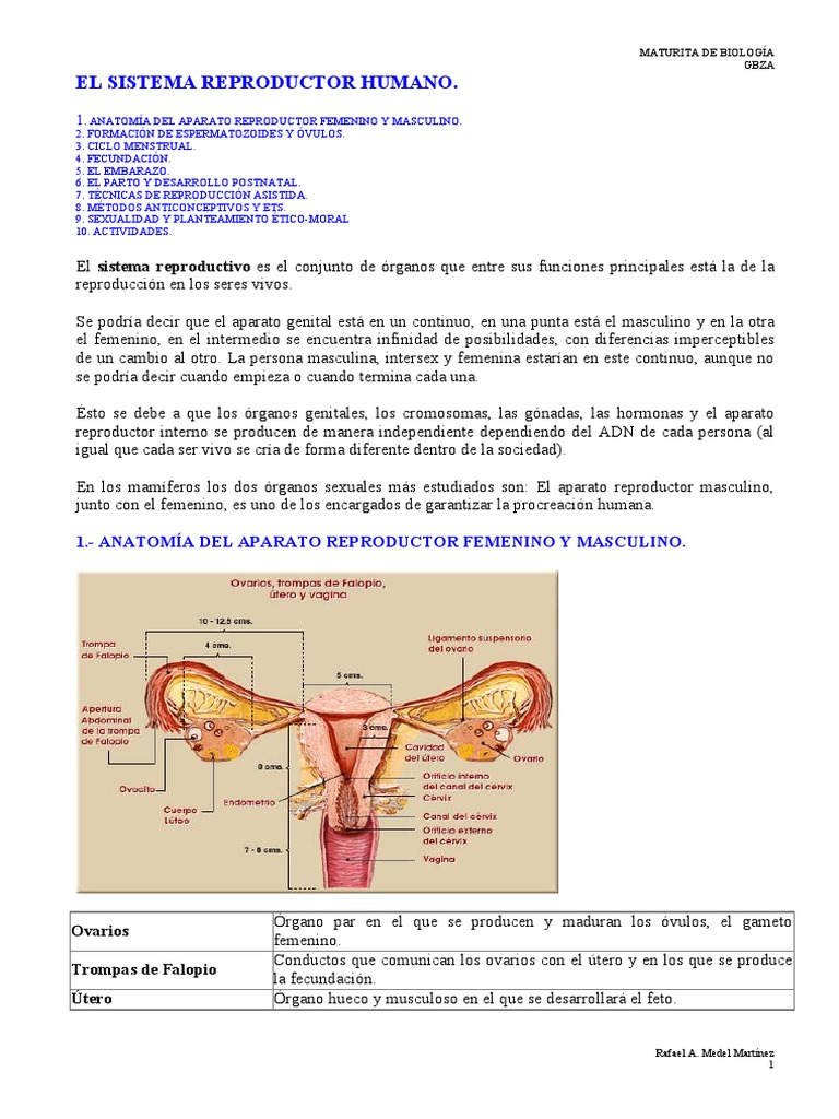 El Sistema Reproductor Humano PDF | PDF | Ciclo menstrual | Parto