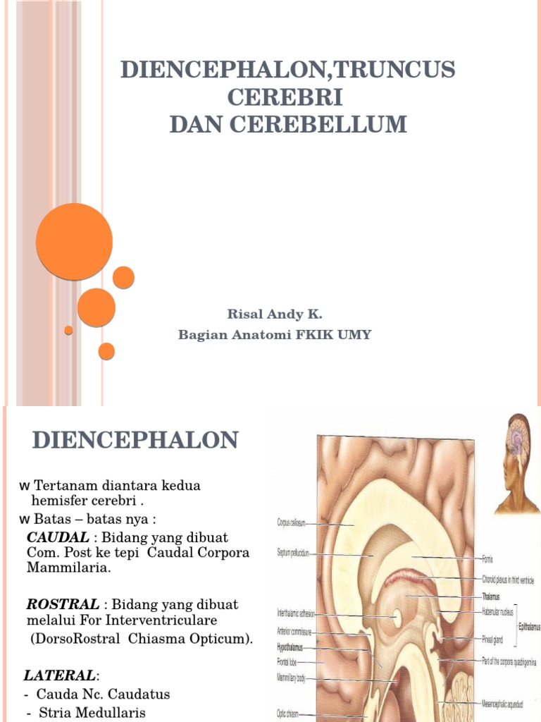 Diencephalon, Truncus Cerebri Dan Cerebellum, DR Risal Snc2 | PDF
