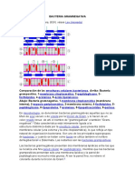 Bacteria Gramnegativa