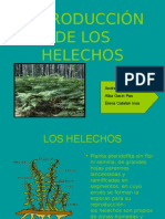 Reproduccion de Los Helechos1.pps