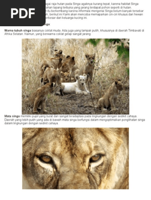 31+ Hewan singa png info