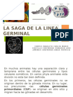 La Saga de La Linea Germinal