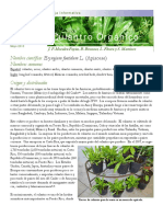 Culantro PDF