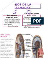 Anatomia