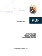 Sistema Nervioso Central y Perifericos