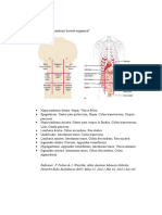 Regio Abdomen