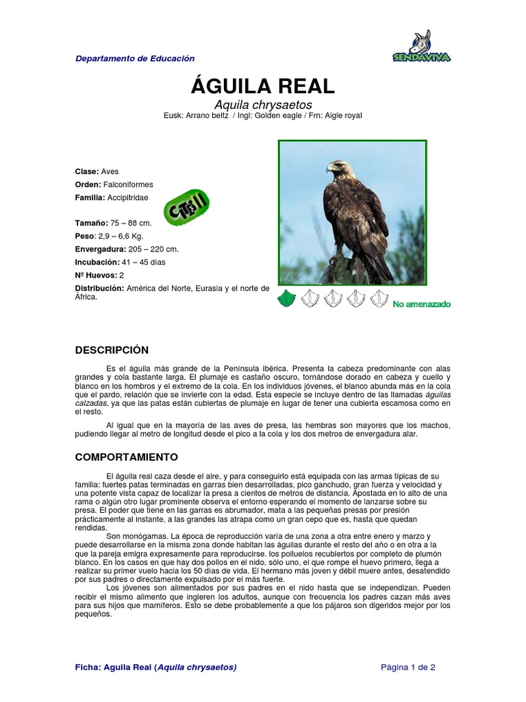 Ficha AGUILA REAL - Aquila Chrysaetos | PDF