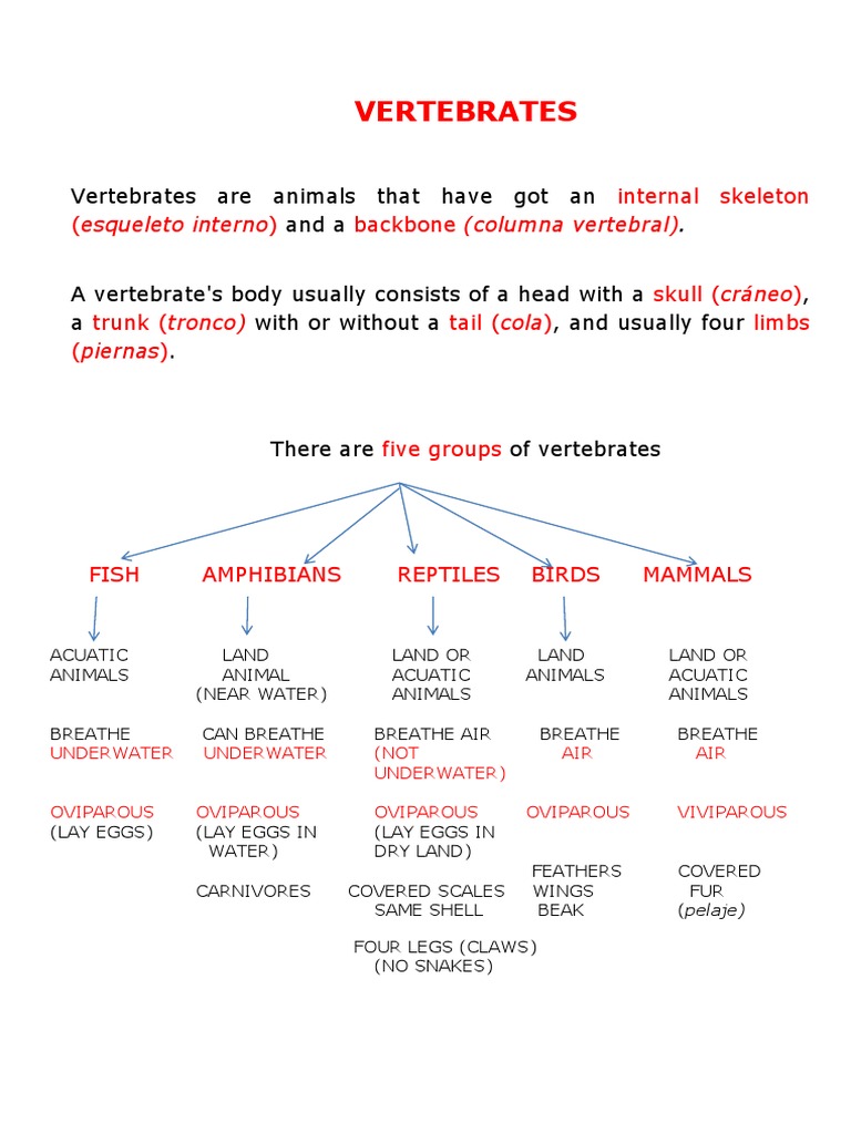 Vertebrates | PDF