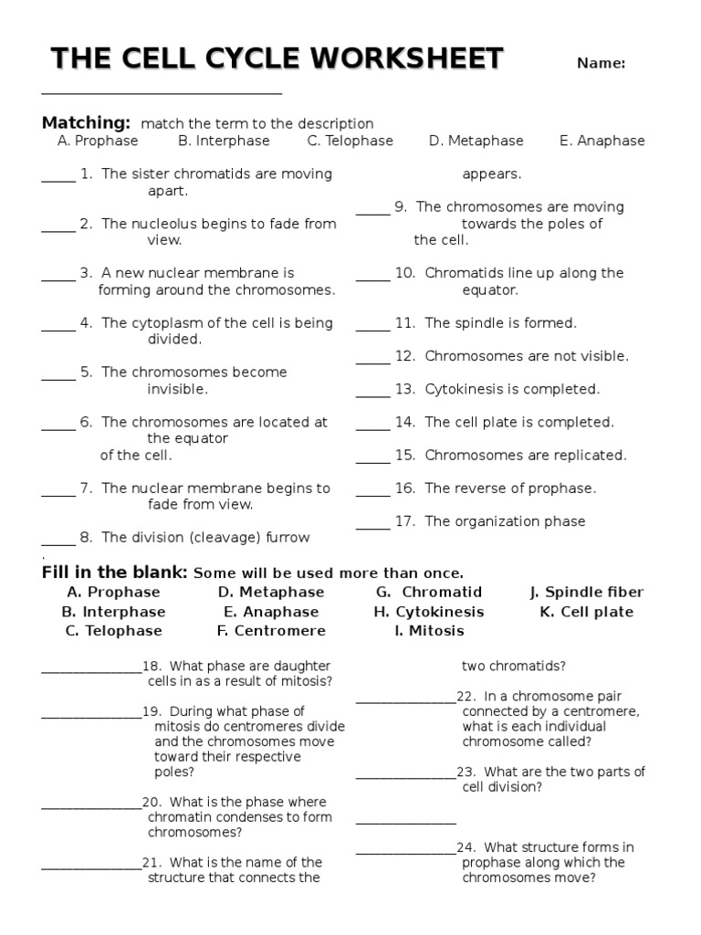 Cell Cycle Worksheet and Activities | PDF | Mitosis | Chromosome