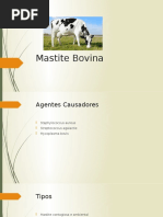 Mastite Bovina
