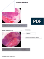 Gambar Histologi: Nodus Limphatica 10x