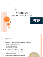 Vi Khuan Bacillus Cereus