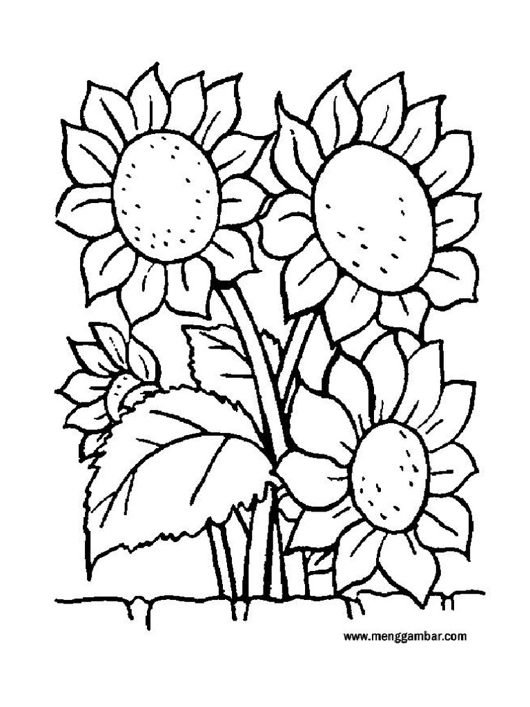 Gambar Bunga Matahari Untuk Mewarnai