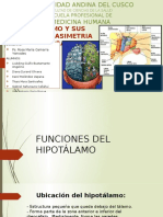 Hipotalamo y Sus Funciones- Asimetra Cerebral