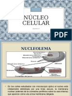 HISTOLOGIA