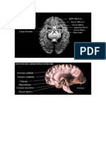 Cerebro y mas