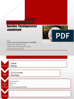 Analisis Aspek Geologi Dan Biologi Dari Fosil Spesies Paralegoceras Sundaicum