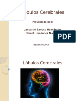 Lóbulos Cerebrales