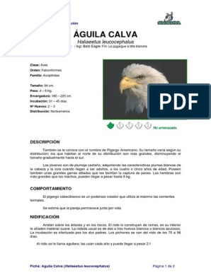 Ficha AGUILA CALVA - Haliaeetus Leucocephalus | PDF | Águila calva |  Vertebrados