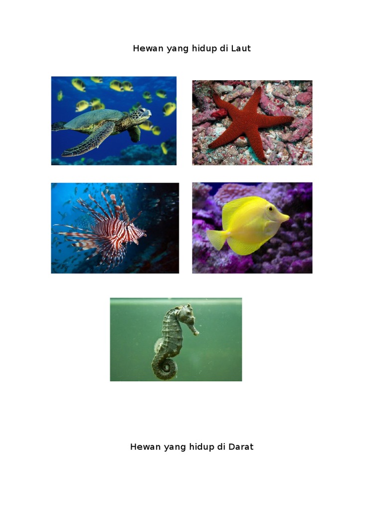 Hewan Yang Hidup Di Laut