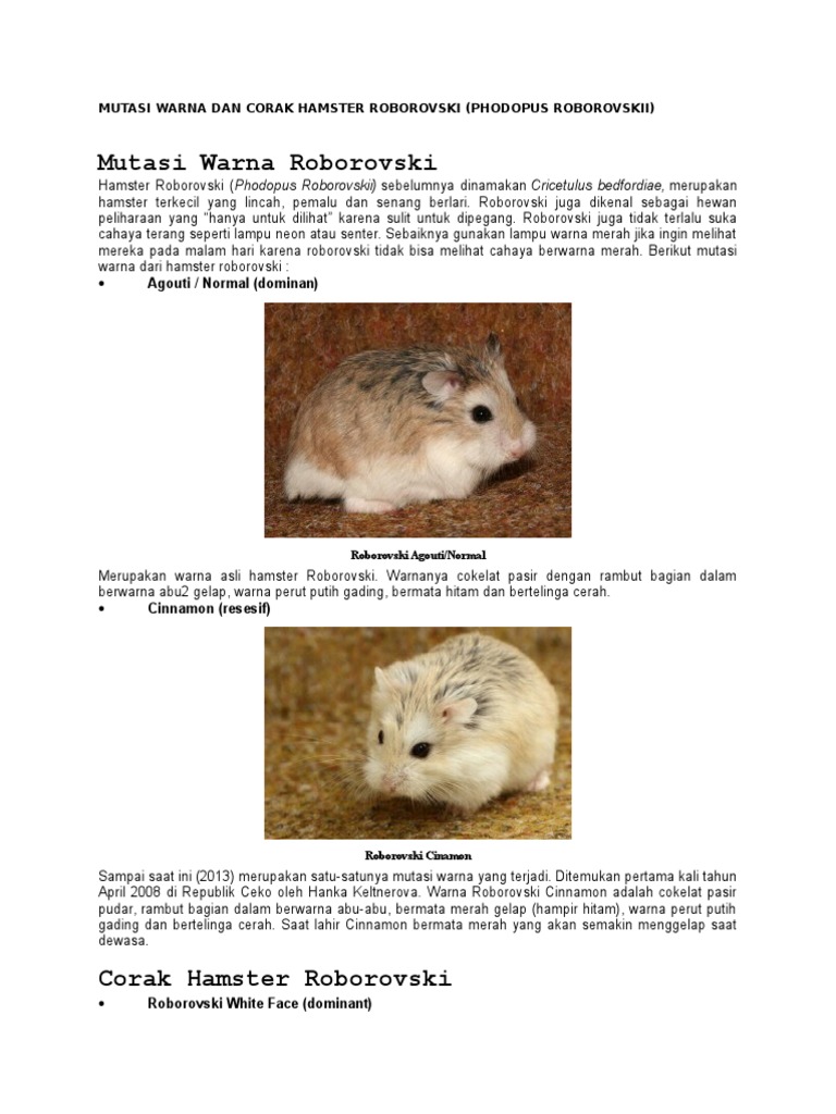 Mutasi Warna Corak Hamsters Roborovski