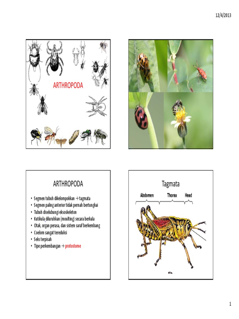 Arthropoda Tagmata