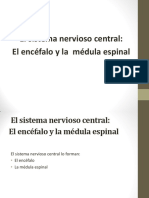 Anatomia Sistema Nervioso