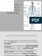 Fisiologia Sistema Nervioso