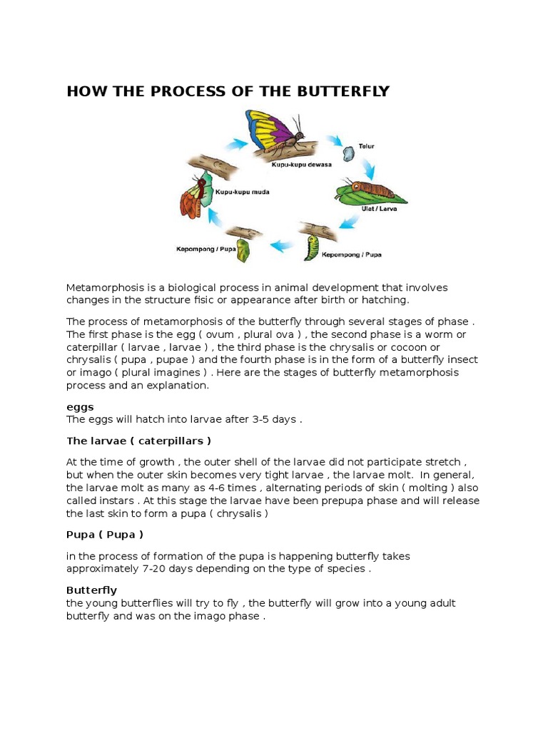 Butterfly Metamorphosis Stages Explained | PDF | Pupa | Butterfly