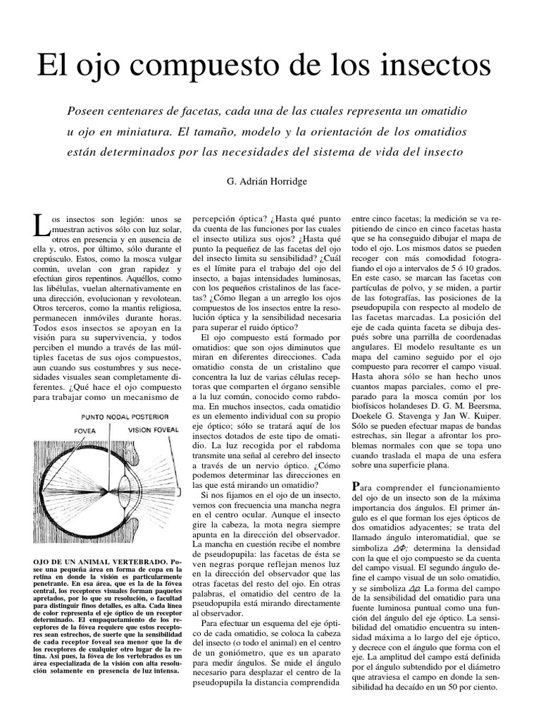 Ojos compuestos en insectos: omatidios y visión | PDF | Percepción ...